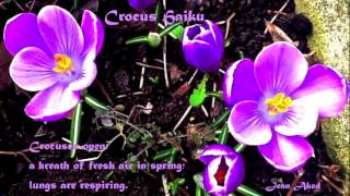 Crocus Haiku poetry by Jean Aked [upl. by Haugen68]