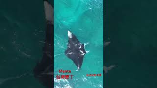 Manta manta 墾丁 drone 空拍 生態 海 sea kenting manta [upl. by Mathilda359]