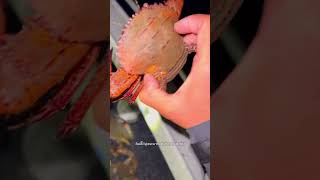 จับปู ออสเตรเลีย reels seafood crabs sea hunting fishingvideo ตกปลา คนตกปลาfishing [upl. by Bywoods]