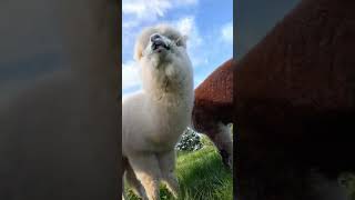 Alpaki Pluszakialpaca alpaca funny [upl. by Collayer]