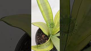 Sansevieria moonshine varigated houseplants garden nature sansevieria [upl. by Min]