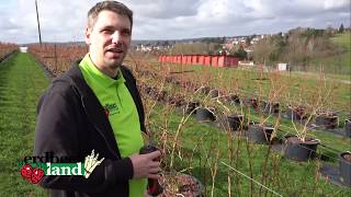 Heidelbeerstrauch schneiden für leckere Heidelbeeren  Erdbeerland Ernst  Mark [upl. by Ettennat]