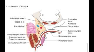 Retropharyngeal space [upl. by England]