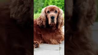 COCKER SPANIEL BARKING Sound Effects High Quality shorts [upl. by Nuavahs]