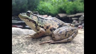 Frogs eating in slow motion HD movie Northern Green Frog in my Garden Pond [upl. by Skipton]