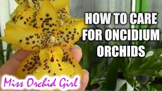 How to care for Oncidium Orchids and Intergenerics  watering fertilizing reblooming [upl. by Deb]