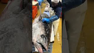 We’re with harounabrt who shows us how to fillet a massive 200kg tuna 🐟🤯 [upl. by Ingraham]