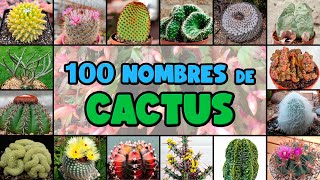 100 tipos de CACTUS y su NOMBRE CIENTÍFICO [upl. by Alathia]