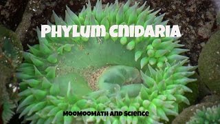 Phylum CnidariaCharacteristics and Examples [upl. by Divine930]