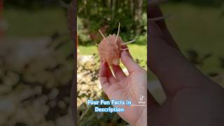 My Rare Shell CollectionLong Spine Thorny Oyster 🦪Thorny OysterSpondylus Flshelling [upl. by Siron528]