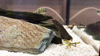 Bumblebee Gobies fight before spawning [upl. by Ayotak]