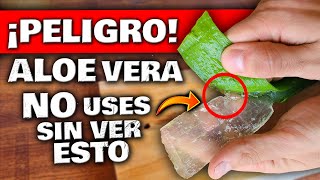 ¡CUIDADO Esto PASA Si USAS ALOE VERA o SÁBILA  DEBES VER ESTO  RIESGOS Beneficios y Propiedades [upl. by Devondra52]