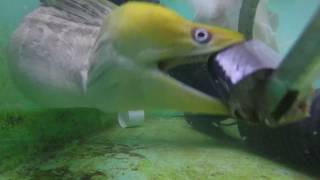 Moray eels second jaw is visible as it swallows mackerel [upl. by Ferriter]