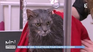 ANIMAUX amp NATURE  Noémie 17 ans toiletteuse pour chats et chiens [upl. by Assirrak]