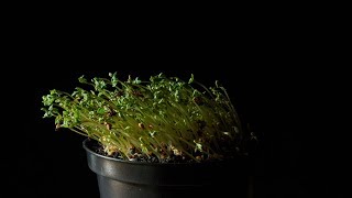 Positive Phototropism  Demonstration [upl. by Wittenburg]