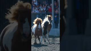 Shetland Pony Shetland Pony is known for its docility and loveliness [upl. by Okiruy]