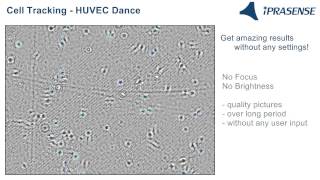 HUVEC Dance  Cell Tracking [upl. by Ibba]