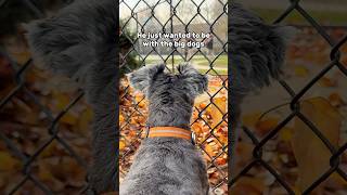 Mini Schnauzer wishes he could be a BIG dog minischnauzer [upl. by Aliuqa]