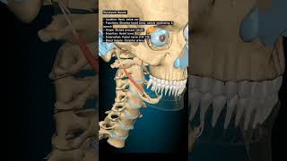 Stylohyoid Muscle humananatomy humanbody humananatomyandphysiology skullanatomy [upl. by Stearn]