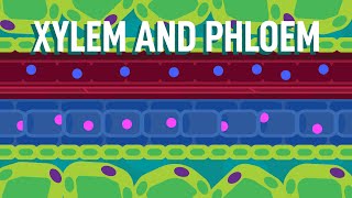 Xylem and Phloem  Transport in Plants  Biology  FreeAnimatedEducation [upl. by Byrle]