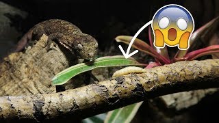 Mossy Geckos Epic Wax Worm Chase Down [upl. by Dorion]