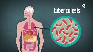 ¿Qué es una bacteria [upl. by Eustace]