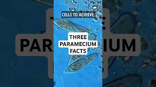 3 Facts about Paramecium science microscopic pondwater [upl. by Ieluuk388]