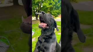 DogOnyx is Always Happy and Playful dog yt foryou shortsfeed fyp doglover [upl. by Griswold63]