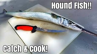 Catch And Cook Hound Fish Eating The Most Hated Fish In The Ocean [upl. by Ranee621]