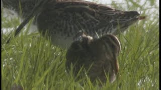 Bécassine des marais  Jack Snipe  Bekassine  Gallinago gallinago [upl. by Maximo676]