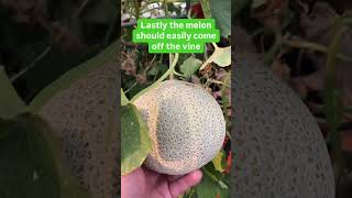 4 Quick Tips to Know When Your Cantaloupe is Ready to Harvest [upl. by Ahsikar577]