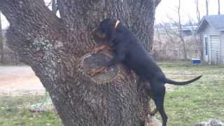 Tree Climbing Coonhound [upl. by Llenroc]