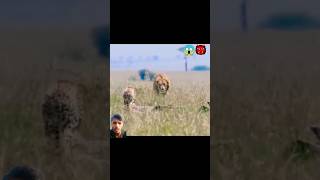 lion v Chita 🥵😱🥵 animals cheetah lion lion v Chita 😱😱 animalwarrior bigcatswildlife lion ♨️💢📛 [upl. by Messab207]