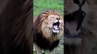 Abhi to bol raha tha ki mai Savaser hu ￼😂 shorts funny funnyvideo lion [upl. by Jason343]