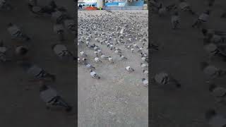 Kabooter hi kabooters by NA pigeons makkah feeding fyp fypage fypシ゚viral shorts shortsviral [upl. by Peggi]