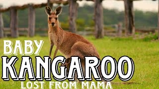 Baby kangaroo lost from mama shorts [upl. by Nannarb270]