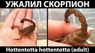 Ужалил взрослый скорпионаллигатор H hottentotta Ощущения и последствия [upl. by Buine]