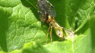 Blattwespe Tenthredopsis sordida  Insect Close up [upl. by Halyk270]