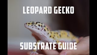 Leopard Gecko Substrate Guide [upl. by Emina]