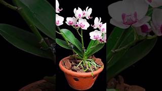 Try this method of expert orchid growers orchids will bloom more and longer plants orchid short [upl. by Aloysius]