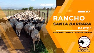 Rancho Santa Barbara Criadores Raza Dorper y Dorper Blanco Parte 1 [upl. by Yliak]