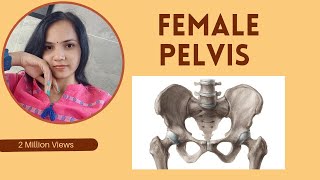 Female pelvis functionsbone description femalepelvis pelvicfloor pelvicmuscles youtubevideo [upl. by Melony]