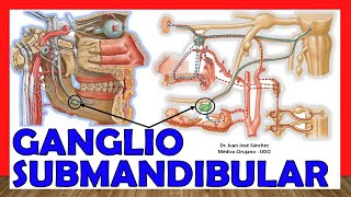 🥇 Anatomía del GANGLIO SUBMANDIBULAR Submaxilar ¡Explicación Sencilla [upl. by Ocisnarf]