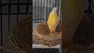 Canaries fypシ゚viral birds shortvideos youtubeshorts trendingshorts tiktok youtube [upl. by Elysia358]