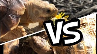 Sulcata VS Russian Pros and Cons [upl. by Margherita]