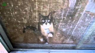 Funny Cats and Kittens Meowing Compilation 2016 [upl. by Vinn]