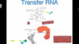 tRNAactivating Enzyme 2016 IB Biology [upl. by Royal117]