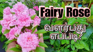 Rose The Fairy  Grow and care explained in Tamil தமிழ் Video [upl. by Galateah]