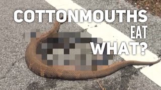 Cottonmouths Eat WHAT [upl. by Will123]