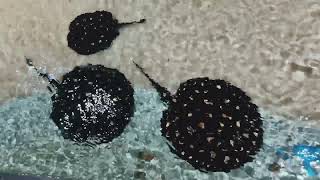 Freshwater Black Diamond Stingray Pond Setup SimbaaVlogs [upl. by Ayekal185]